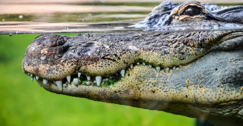 Pastor Killed by Crocodile while Baptizing